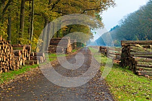 Wood logging in the netherlands