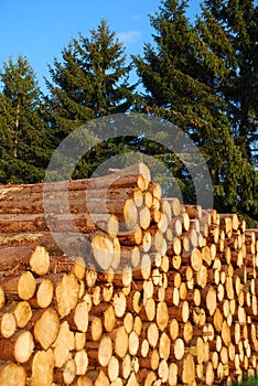 Wood logs