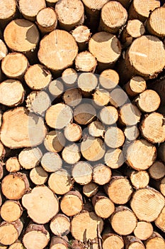 Wood logs background