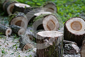 Wood logs and blocks freshly cut photo