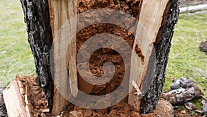 Wood logs cut apart where the heartwood is exposed to rot