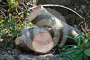 Wood logs in a garden