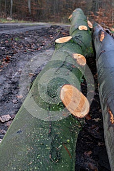 Wood logs lying in the forest. Cut trees prepared for export from the forest