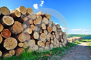 Wood logs pile