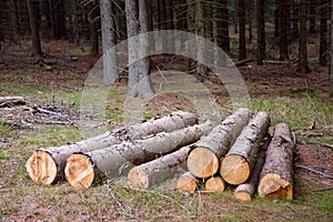 Wood logs ready for winter