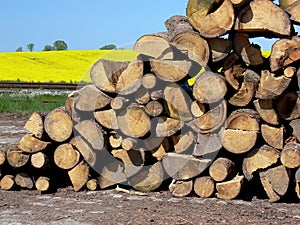 Wood Logs Split and Stacked