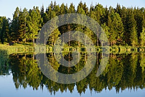 Wood mirrowed in the lake