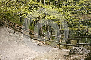 Path in the wood in spring. Wooden fence in wild forest landscape. Mountain Hike trail. Deciduous trees. Wild nature park. Schwarz photo