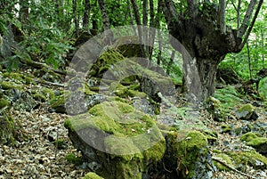 Wood of Mouruas in Orense province, Spain photo