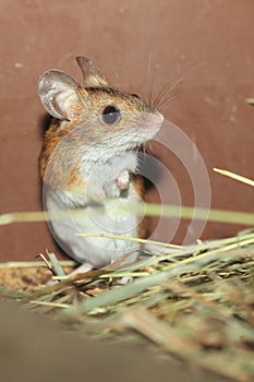 Wood mouse