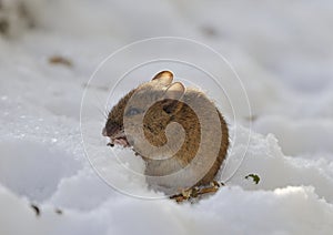 Wood Mouse