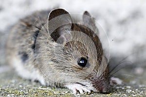 Wood mouse