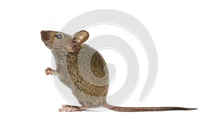 Wood mouse