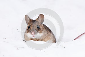 Wood mouse (apodemus flavicollis) in the snow.