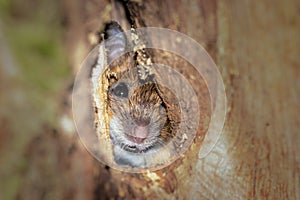 Wood mouse, Apodemus sylvaticus