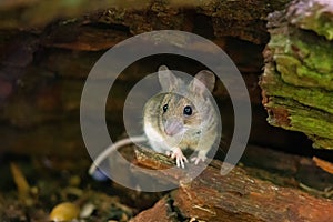 Wood Mouse Apodemus sylvaticus