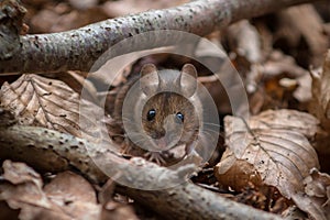 Wood Mouse - Apodemus sylvaticus