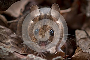 Wood Mouse - Apodemus sylvaticus