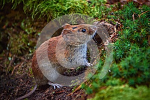 wood mouse (Apodemus Sylvaticus)