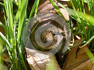 Wood mouse (Apodemus sylvaticus)