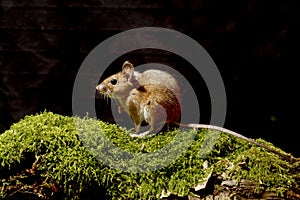 Wood mouse, Apodemus sylvaticus