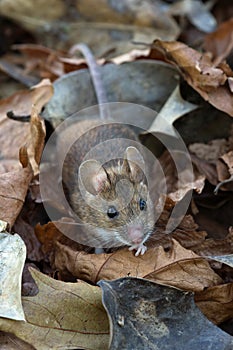 Wood Mouse (Apodemus Sylvaticus)