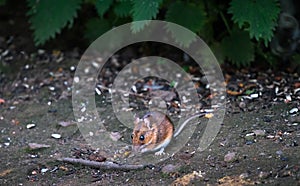 Wood mouse Apodemus sylvaticus eating on the forest floor