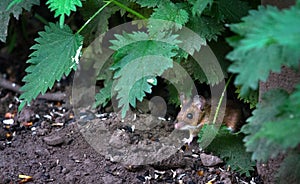 Wood mouse Apodemus sylvaticus in England