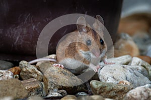 Wood mouse - Apodemus sylvaticus is murid rodent native to Europe and northwestern Africa,  common names are long-tailed field