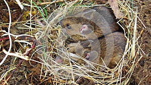 Wood mouse Apodemus sylvaticus pair in nest