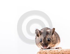 Wood mouse, Apodemus sylvaticus, sitting on a cork brick with light background, looking in camera