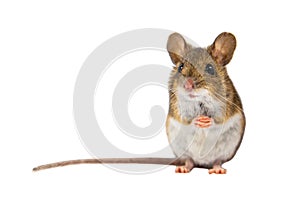 Cute Field Mouse on white background