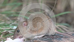 Wood mouse Apodemus sylvaticus in the wild