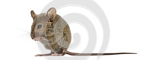Wood mouse cleaning itself photo