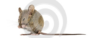 Wood mouse cleaning itself photo
