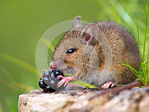 Wood mouse eating blackberry
