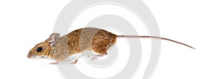 Wood mouse fleeing, running away, Apodemus sylvaticus