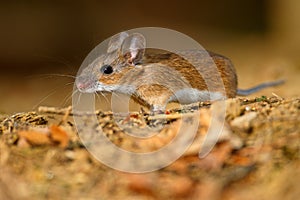 Wood Mouse foraging