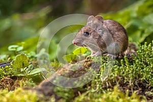 Wood mouse on forest floor