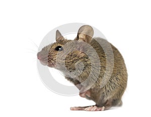 Wood mouse in front of a white background