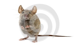 Wood mouse in front of a white background