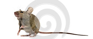 Wood mouse