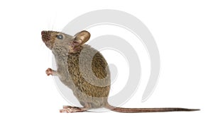 Wood mouse photo