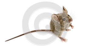 Wood mouse in front of a white background photo
