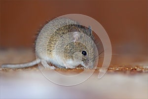 Wood mouse home intrusion in late autumn