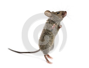 Wood mouse looking up