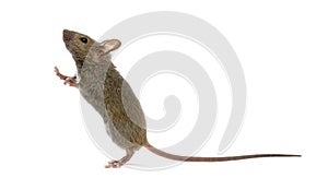 Wood mouse looking up photo