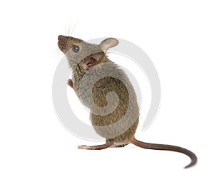 Wood mouse looking up