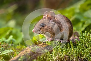 Wood mouse in natural habitat