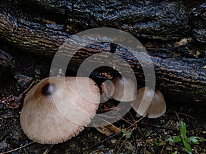 This is a wood mushroom, edible and has a distinctive taste